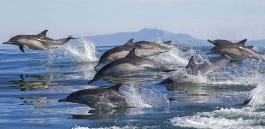 Los delfines que protegieron a un grupo de socorristas de un tiburón blanco