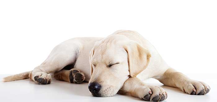 posiciones para dormir de los perros forma convencional