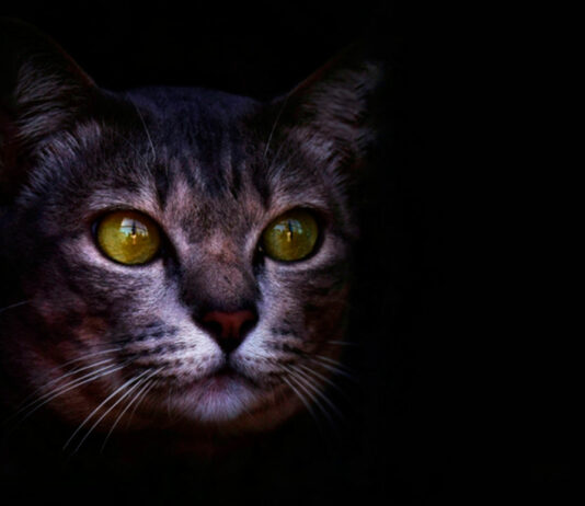 El Significado del Gato como símbolo | 20 Curiosidades