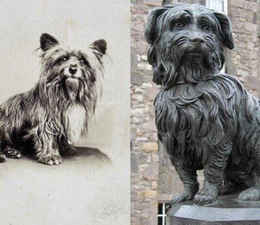 Greyfriars Bobby | La verdad sobre el perro del cementerio de Greyfriars Greyfriars Bobby | La verdad sobre el perro del cementerio de Greyfriars