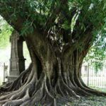 10 Historias de Cementerios que te helarán la sangre