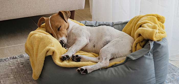 posiciones para dormir de los perros de lado 