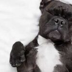 por-que-mi-perro-duerme-boca-arriba