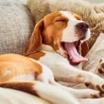 posiciones-de-los-perros-para-dormir