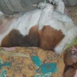 posturas-de-los-perros-para-dormir
