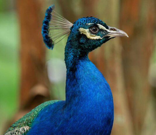 15 Animales de Color Azul | Bonitos y Sorprendentes 10 animales de color azul