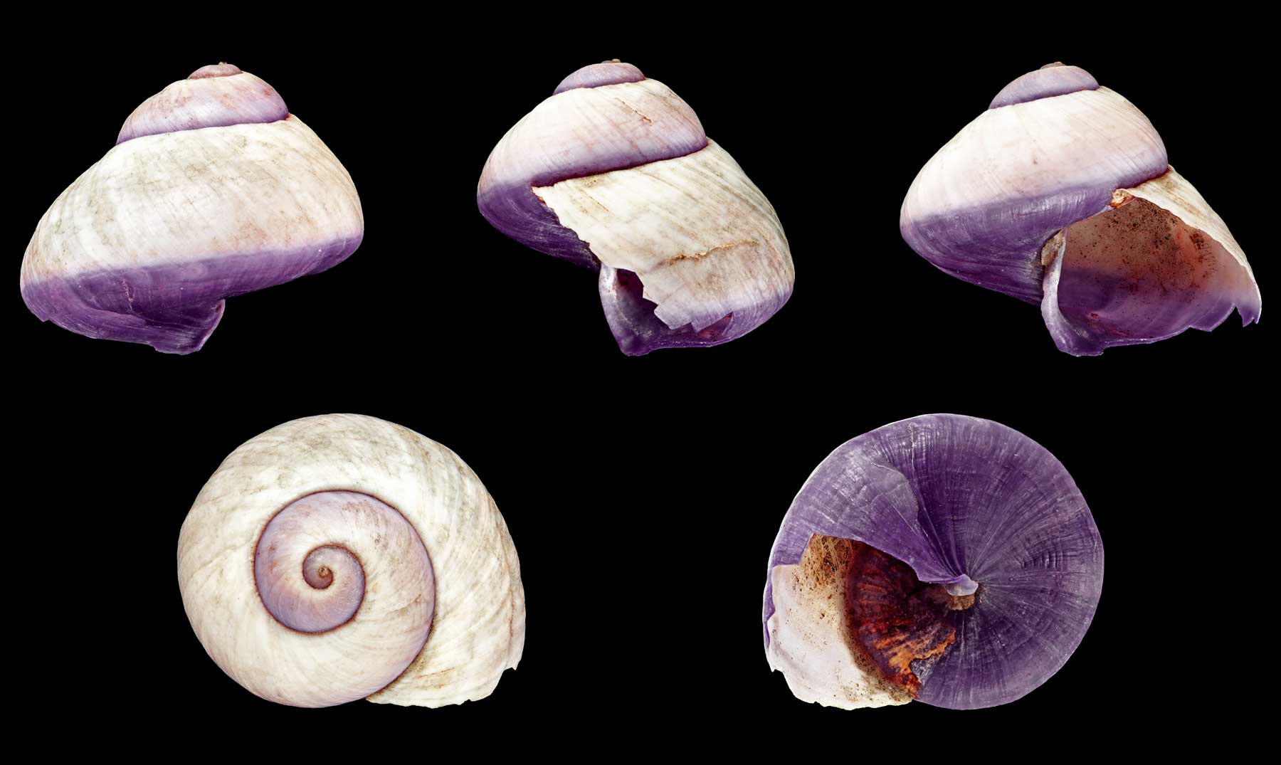 caracol púrpura - Supercurioso