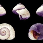 caracol púrpura