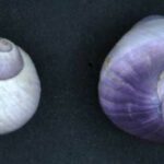 caracol púrpura