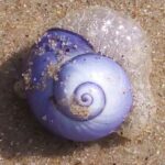 caracol púrpura