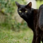 Gatos de Brujas