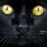 Gatos de Brujas