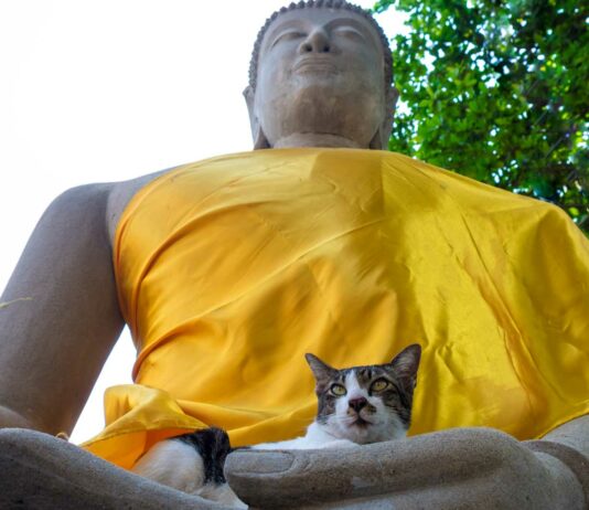 Gatos Místicos | 5 Curiosidades de por qué se consideran espirituales Gatos Místicos