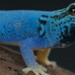 Gecko-Azul