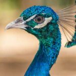 10 Bellos Animales Azules que te asombrarán | [Con Imágenes]