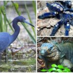 10 Bellos Animales Azules que te asombrarán | [Con Imágenes]