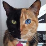 Animales quiméricos | 5 ejemplos que te alucinarán