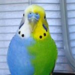 Animales quiméricos | 5 ejemplos que te alucinarán