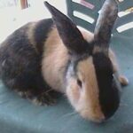 Animales quiméricos | 5 ejemplos que te alucinarán