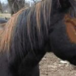 Animales quiméricos | 5 ejemplos que te alucinarán