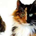 Animales quiméricos | 5 ejemplos que te alucinarán