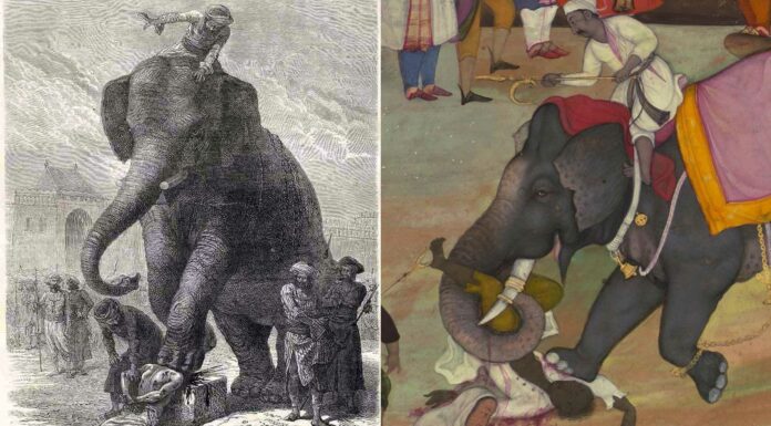 Aplastamiento por elefante | Un terrible método de ejecución