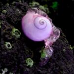 caracol violeta
