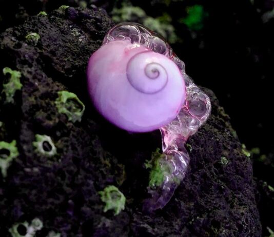 caracol violeta
