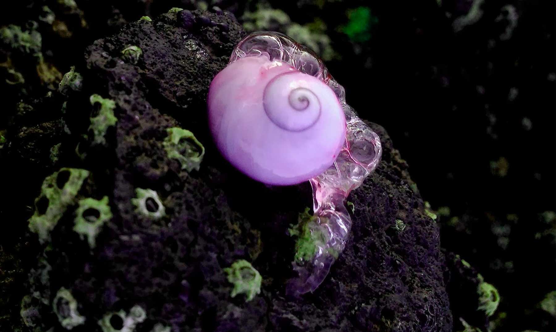 Caracol Violeta Marino   Descubre a este colorido animal