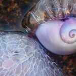 caracol violeta