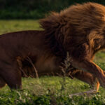 curiosidades de los leones