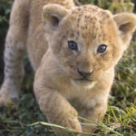 curiosidades de los leones0