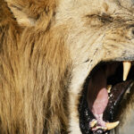 curiosidades de los leones0i