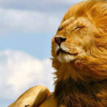 curiosidades de los leones9