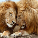 datos curiosos de los leones