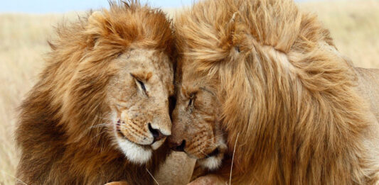 datos curiosos de los leones