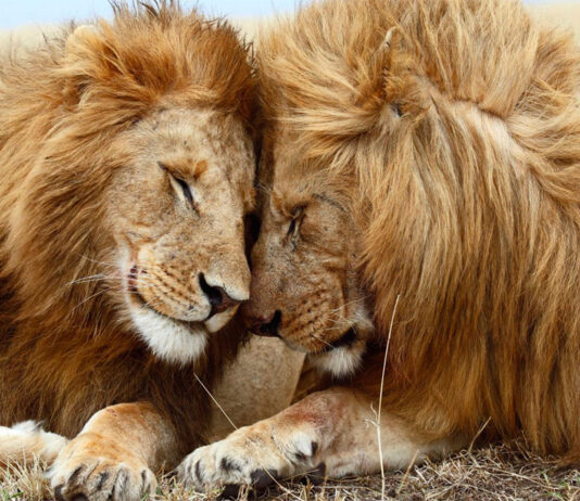 20 datos curiosos de los leones | Los reyes de la sabana datos curiosos de los leones