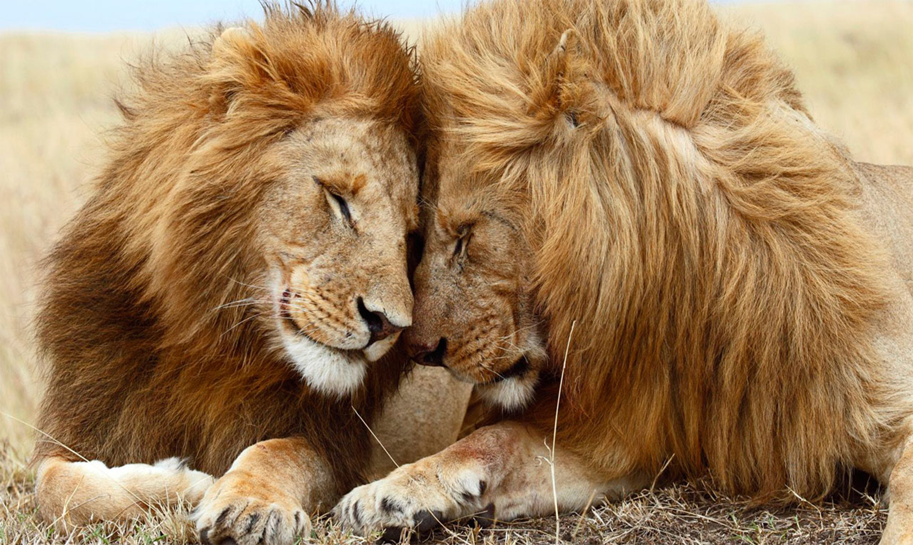Top 55+ imagen que costumbres tienen los leones