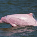 delfín rosado