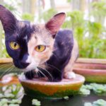 quimeras animales