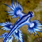 Glaucus Atlánticus | El pequeño y asombroso dragón azul