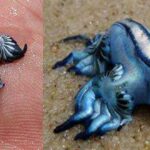 Glaucus Atlánticus | El pequeño y asombroso dragón azul