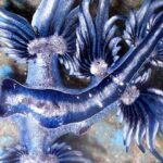 Glaucus Atlánticus | El pequeño y asombroso dragón azul