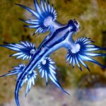 Glaucus Atlánticus | El pequeño y asombroso dragón azul