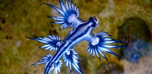 Glaucus Atlánticus | El pequeño y asombroso dragón azul