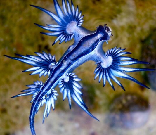 Glaucus Atlánticus | El pequeño y asombroso dragón azul Glaucus Atlánticus | El pequeño y asombroso dragón azul