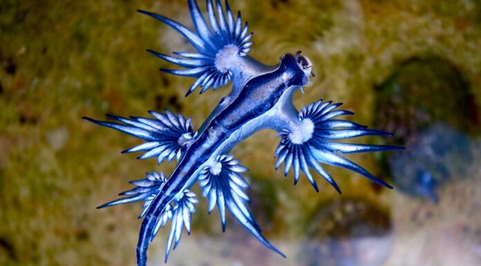 Glaucus Atlánticus | El pequeño y asombroso dragón azul