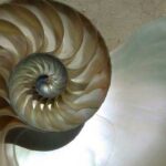 Espiral Aurea | 15 curiosidades de este elemento de la geometría sagrada