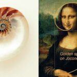 Espiral Aurea | 15 curiosidades de este elemento de la geometría sagrada