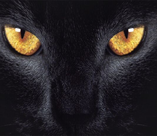 gatos y magia